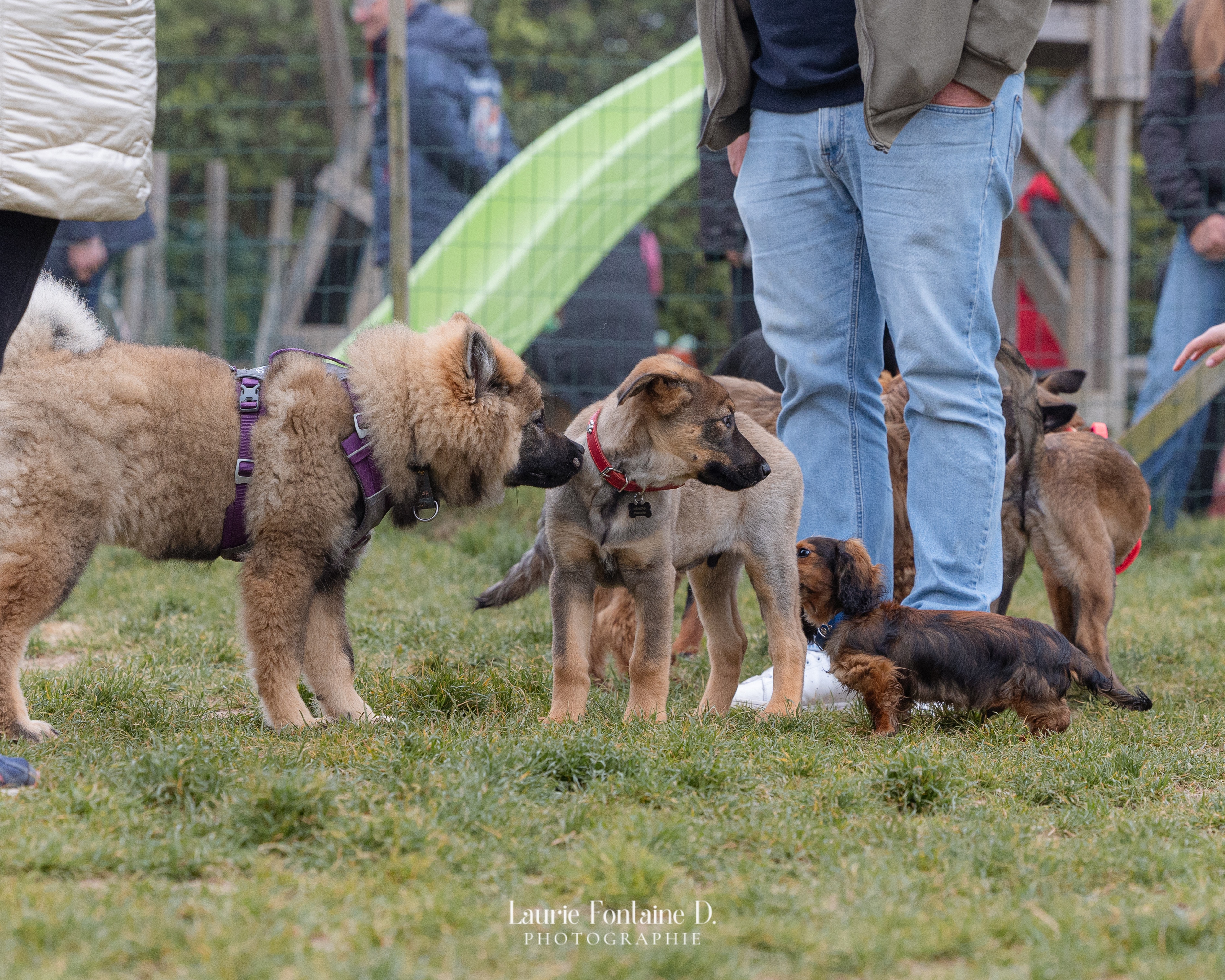 Plusieurs chiots de races différentes se rencontrent et se socialisent lors d'une séance de l'école du chiot Pédadog sur l'herbe
