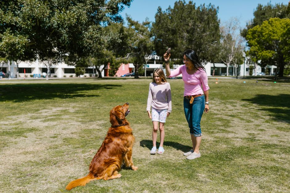 Un chien épanoui en pension éducative