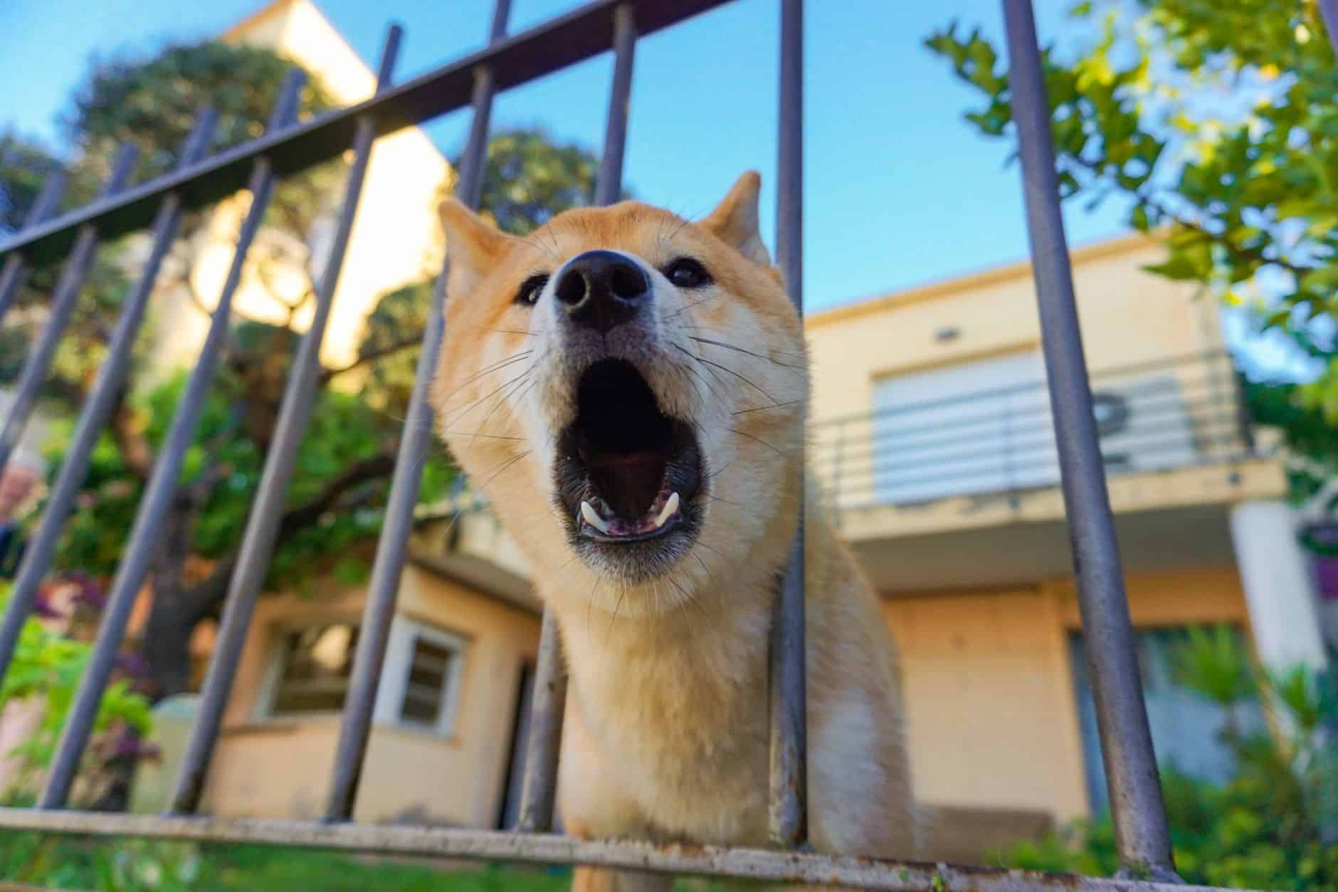 Un chien aboie derrière une clôture pour signaler un passage