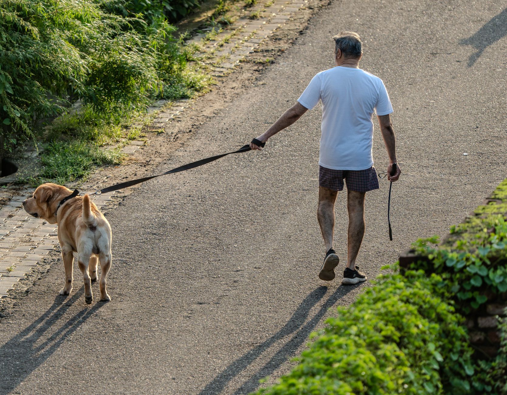 Un maître marche sereinement avec son chien en laisse détendue