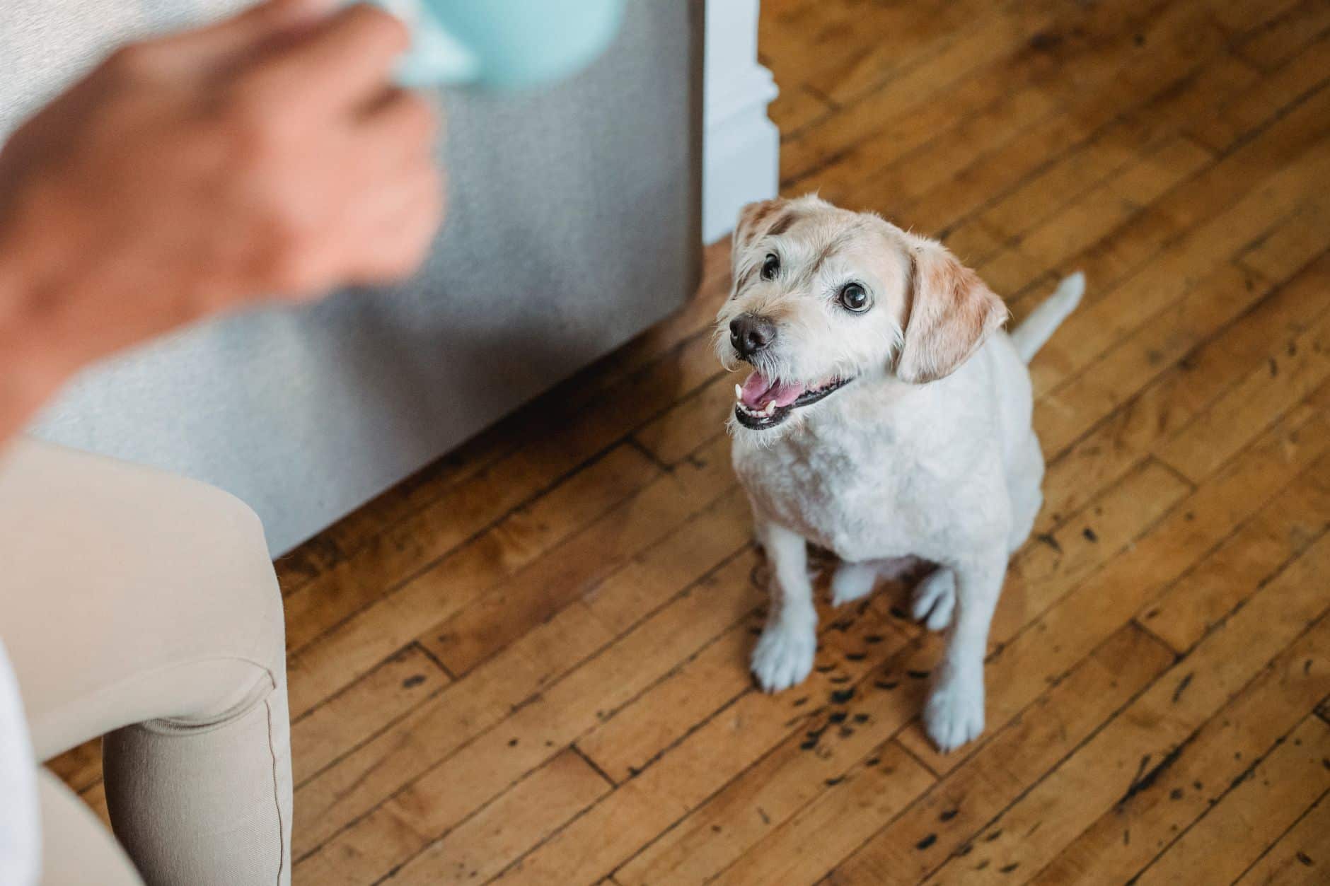 Un chiot assis sur le sol du salon à côté de sa propriétaire