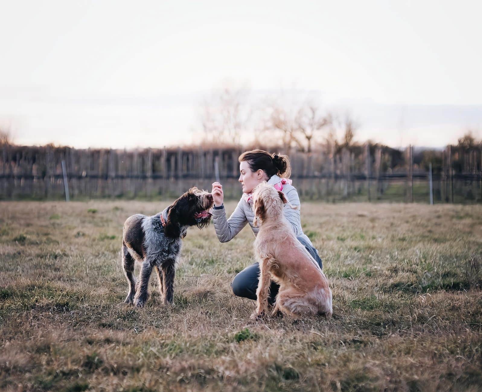 Stage d'éducation canine en extérieur avec plusieurs binômes